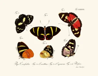 Papillons