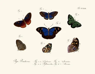 Papillons