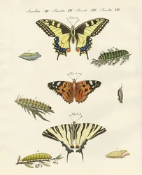 Papillons