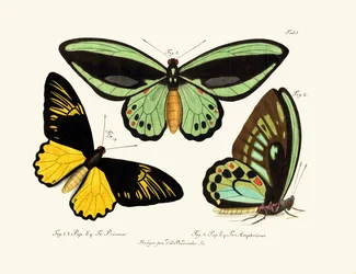 Papillons