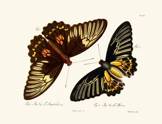 Papillons