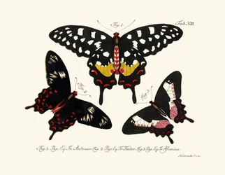 Papillons