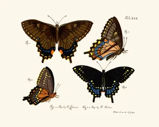 Papillons