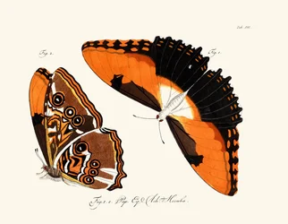Papillons