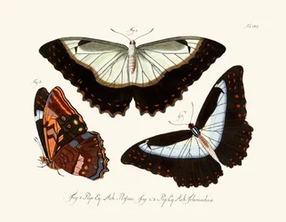 Papillons