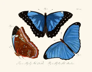 Papillons
