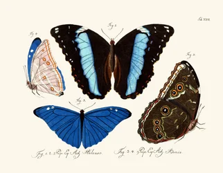 Papillons