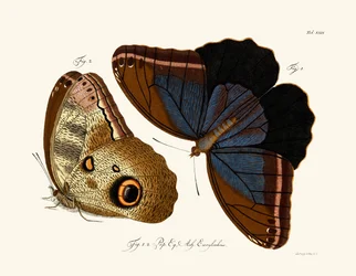 Papillons