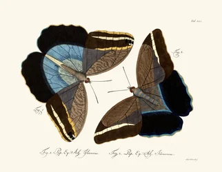 Papillons
