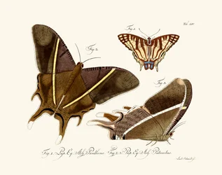 Papillons