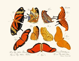 Papillons