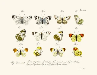 Papillons