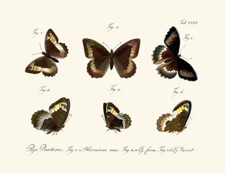 Papillons