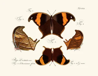 Papillons