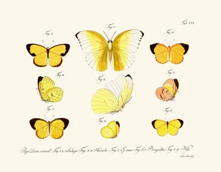 Papillons