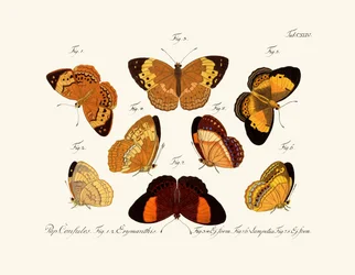 Papillons