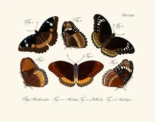 Papillons