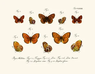 Papillons