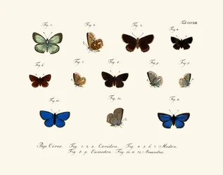 Papillons