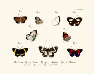 Papillons