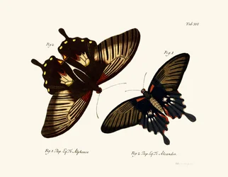 Papillons