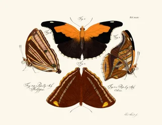 Papillons