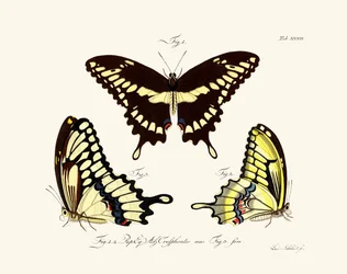 Papillons
