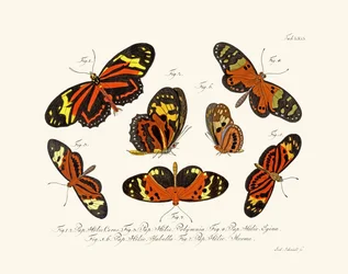 Papillons