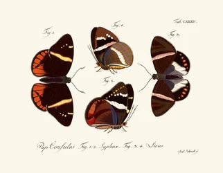 Papillons