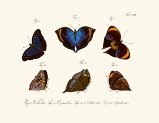 Papillons