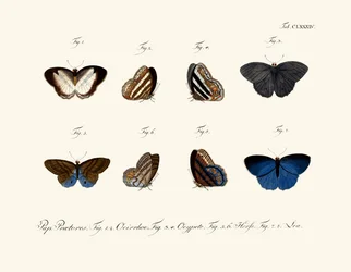 Papillons
