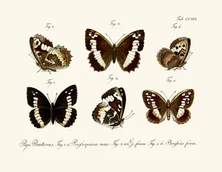 Papillons