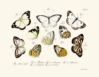 Papillons