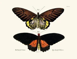 Papillons