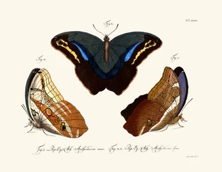 Papillons