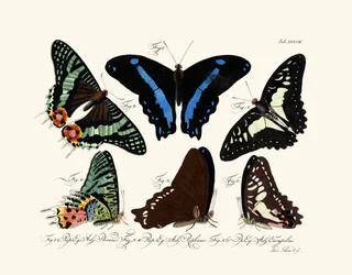 Papillons