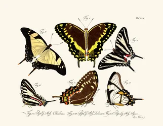 Papillons