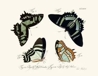 Papillons