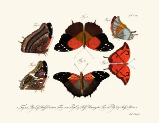 Papillons