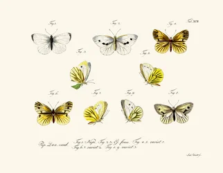 Papillons