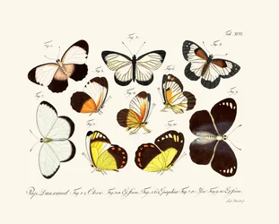 Papillons