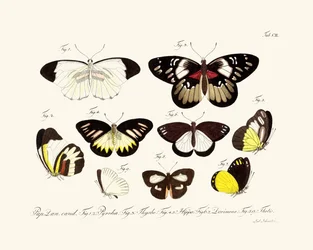 Papillons