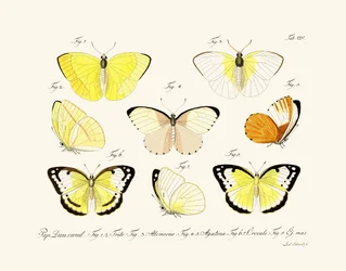 Papillons
