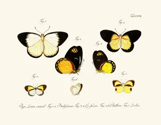 Papillons