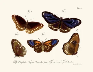 Papillons