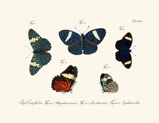 Papillons