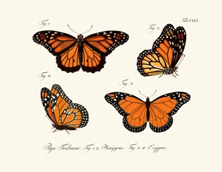 Papillons