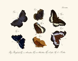 Papillons