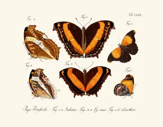 Papillons