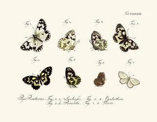 Papillons